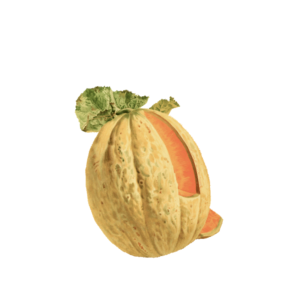 melon-new-gif.gif