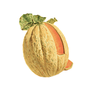 the melon villas 2.png