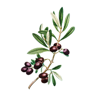 olive-thumb.png