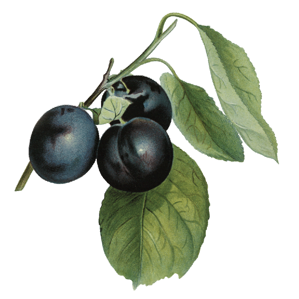 plum-new-gif.gif