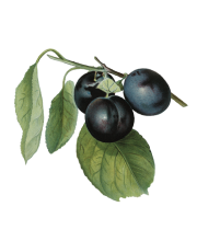 plum-thumb.png